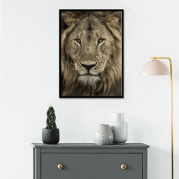 Plakat w ramie Potężna głowa lwa