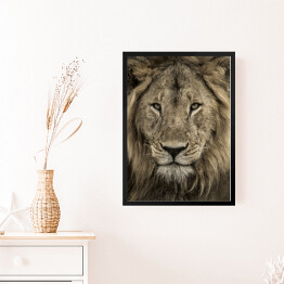 Obraz w ramie Potężna głowa lwa