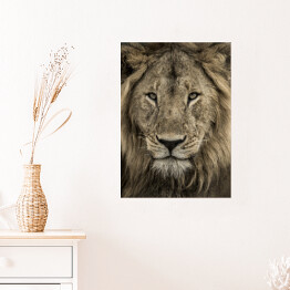 Plakat samoprzylepny Potężna głowa lwa