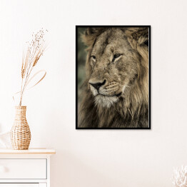 Plakat w ramie Widok boczny - głowa lwa