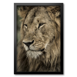 Obraz w ramie Widok boczny - głowa lwa