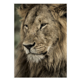 Plakat Widok boczny - głowa lwa