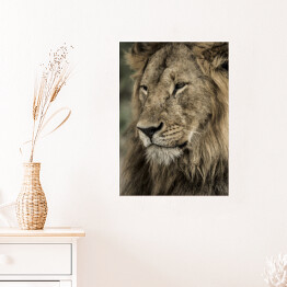Plakat samoprzylepny Widok boczny - głowa lwa