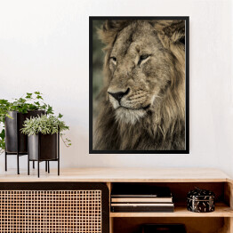 Obraz w ramie Widok boczny - głowa lwa