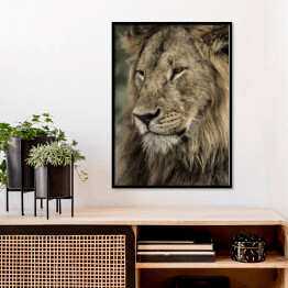 Plakat w ramie Widok boczny - głowa lwa