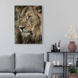 Obraz na płótnie Widok boczny - głowa lwa