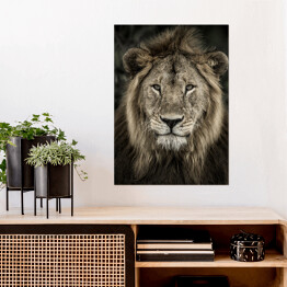 Plakat samoprzylepny Głowa lwa na ciemnym tle