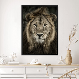 Obraz w ramie Głowa lwa na ciemnym tle