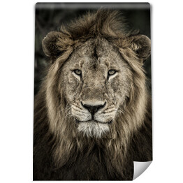 Fototapeta winylowa zmywalna Głowa lwa na ciemnym tle