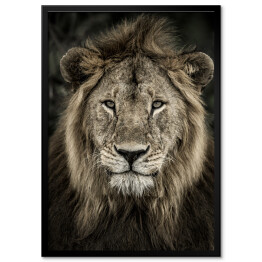 Plakat w ramie Głowa lwa na ciemnym tle