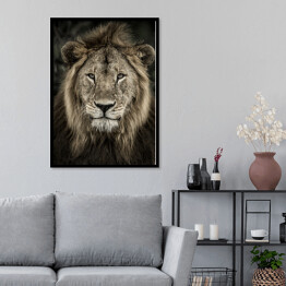 Plakat w ramie Głowa lwa na ciemnym tle