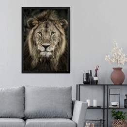 Obraz w ramie Głowa lwa na ciemnym tle
