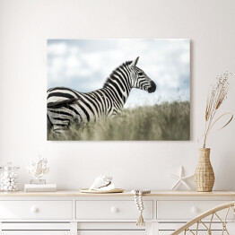  Zebra w dzikiej sawannie