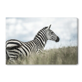 Obraz na płótnie Zebra w dzikiej sawannie