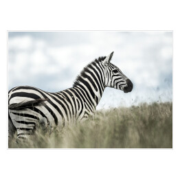 Plakat Zebra w dzikiej sawannie