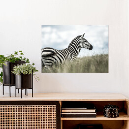 Zebra w dzikiej sawannie