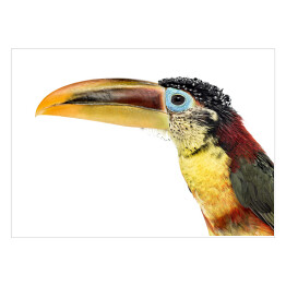 Głowa kolorowego ptaka aracari na białym tle