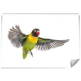 Fototapeta Zielono żółty latający ptak