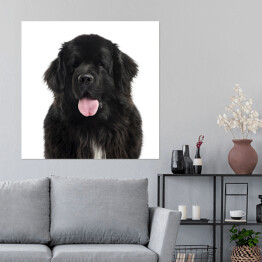 Plakat samoprzylepny Długowłosy czarny pies
