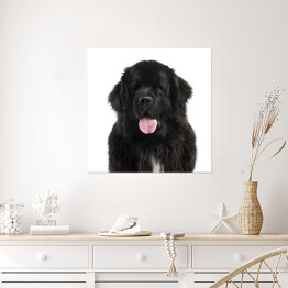 Plakat samoprzylepny Długowłosy czarny pies