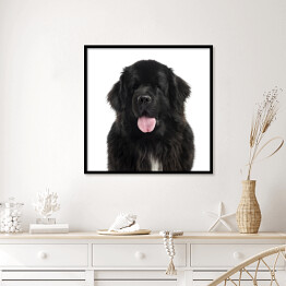 Plakat w ramie Długowłosy czarny pies