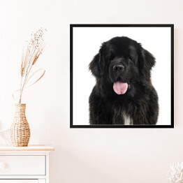Obraz w ramie Długowłosy czarny pies