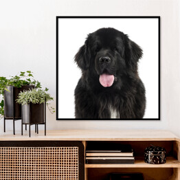 Plakat w ramie Długowłosy czarny pies