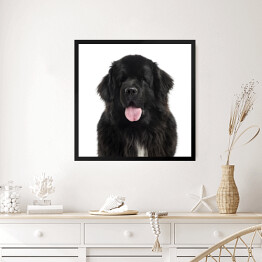 Obraz w ramie Długowłosy czarny pies