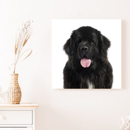 Obraz na płótnie Długowłosy czarny pies
