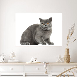 Plakat Młody Brytyjski krótkowłosy kot
