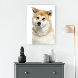 Obraz na płótnie Głowa psa rasy Akita