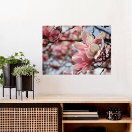 Plakat Kwiaty magnolii wiosną