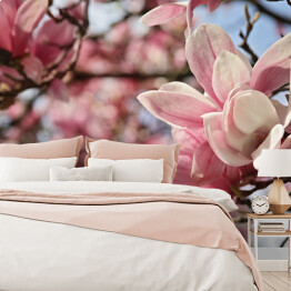 Fototapeta Kwiaty magnolii wiosną