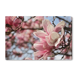 Obraz na płótnie Kwiaty magnolii wiosną