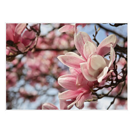 Plakat Kwiaty magnolii wiosną