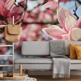Kwiaty magnolii wiosną