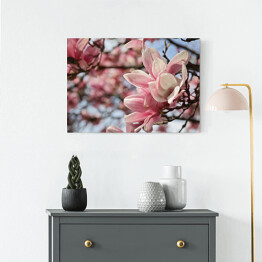 Obraz na płótnie Kwiaty magnolii wiosną