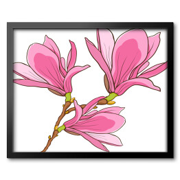 Obraz w ramie Kwitnąca różowa magnolia - ilustracja