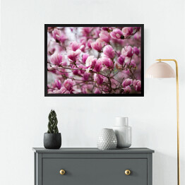 Obraz w ramie Kwiaty magnolii