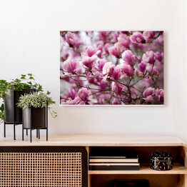 Obraz na płótnie Kwiaty magnolii