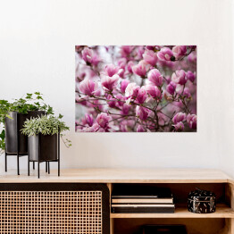 Plakat Kwiaty magnolii