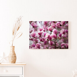 Obraz na płótnie Kwiaty magnolii