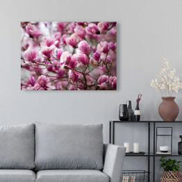 Obraz klasyczny Kwiaty magnolii