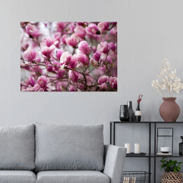 Plakat samoprzylepny Kwiaty magnolii