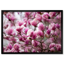 Plakat w ramie Kwiaty magnolii