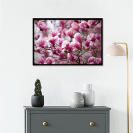 Plakat w ramie Kwiaty magnolii