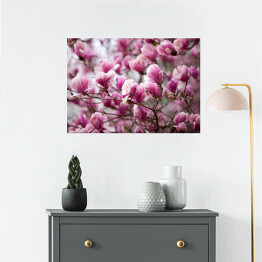 Plakat samoprzylepny Kwiaty magnolii