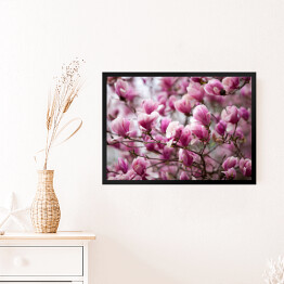 Obraz w ramie Kwiaty magnolii