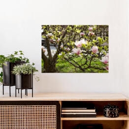 Plakat Drzewo magnolii w Mediolanie