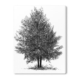 Obraz na płótnie Drzewo - szkic